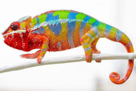Pre-Order: First Ever Ambilobe group from "Tequila Fiposahana" (AKA Tequila Sunrise) x "Hafahafa-alkola" (AKA Strange Brew) - Hatched May 2025 - Ready to Ship: July - August