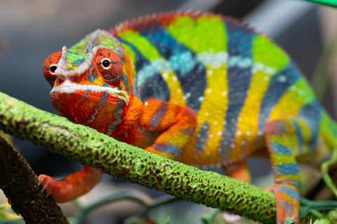 Pre-Order: Ambilobe Group From "Tequila Volamena" (AKA Tequila Gold) x "Biby" (AKA Bug) - Hatched Sept 2026 - Ready to Ship December