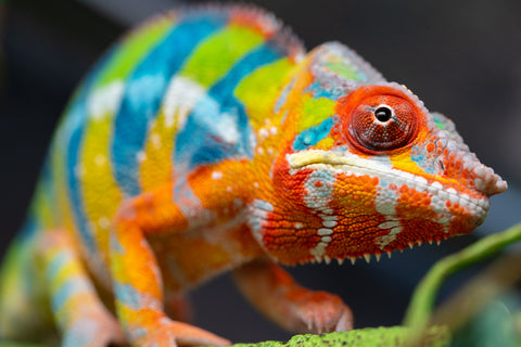 Pre-Order: Ambilobe Group From "Tequila Volamena" (AKA Tequila Gold) x "Biby" (AKA Bug) - Hatched Sept 2026 - Ready to Ship December