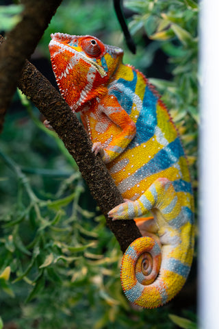 Pre-Order: Ambilobe Group From "Tequila Volamena" (AKA Tequila Gold) x "Biby" (AKA Bug) - Hatched Sept 2026 - Ready to Ship December