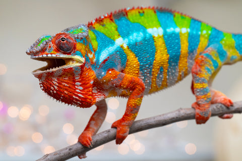 Holdbacks/Individuals: Proven Breeder Ambilobe offspring from Fanaperana (AKA Pristine) x Teti-dratsy (AKA Conspiracy) - Hatched January 2025 - Male #1