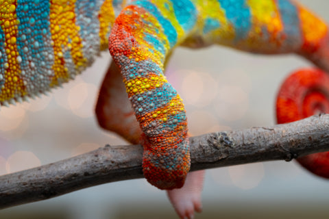 Holdbacks/Individuals: Proven Breeder Ambilobe offspring from Fanaperana (AKA Pristine) x Teti-dratsy (AKA Conspiracy) - Hatched January 2025 - Male #1