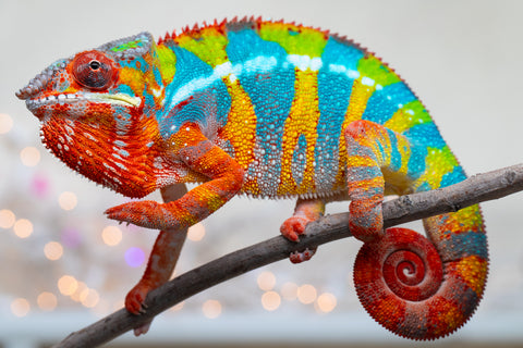 Holdbacks/Individuals: Proven Breeder Ambilobe offspring from Fanaperana (AKA Pristine) x Teti-dratsy (AKA Conspiracy) - Hatched January 2025 - Male #1