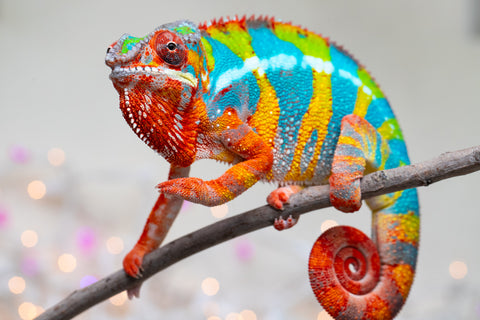 Holdbacks/Individuals: Proven Breeder Ambilobe offspring from Fanaperana (AKA Pristine) x Teti-dratsy (AKA Conspiracy) - Hatched January 2025 - Male #1