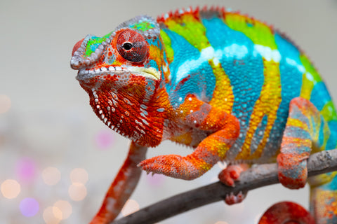 Holdbacks/Individuals: Proven Breeder Ambilobe offspring from Fanaperana (AKA Pristine) x Teti-dratsy (AKA Conspiracy) - Hatched January 2025 - Male #1