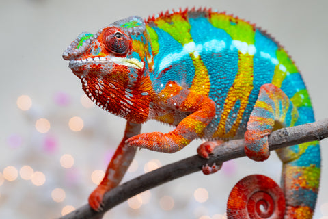 Holdbacks/Individuals: Proven Breeder Ambilobe offspring from Fanaperana (AKA Pristine) x Teti-dratsy (AKA Conspiracy) - Hatched January 2025 - Male #1