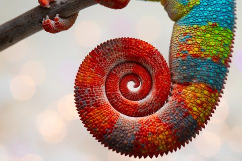 Holdbacks/Individuals: Proven Breeder Ambilobe offspring from Fanaperana (AKA Pristine) x Teti-dratsy (AKA Conspiracy) - Hatched January 2025 - Male #1