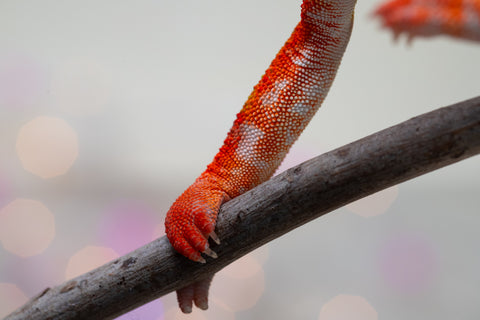 Holdbacks/Individuals: Proven Breeder Ambilobe offspring from Fanaperana (AKA Pristine) x Teti-dratsy (AKA Conspiracy) - Hatched January 2025 - Male #1