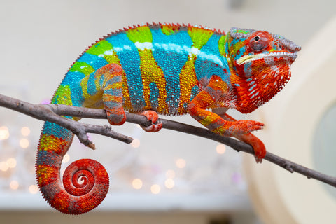 Holdbacks/Individuals: Proven Breeder Ambilobe offspring from Fanaperana (AKA Pristine) x Teti-dratsy (AKA Conspiracy) - Hatched January 2025 - Male #1