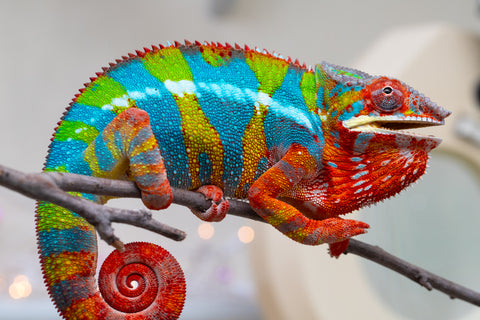 Holdbacks/Individuals: Proven Breeder Ambilobe offspring from Fanaperana (AKA Pristine) x Teti-dratsy (AKA Conspiracy) - Hatched January 2025 - Male #1