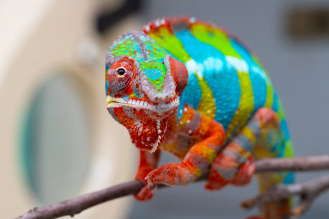 Holdbacks/Individuals: Proven Breeder Ambilobe offspring from Fanaperana (AKA Pristine) x Teti-dratsy (AKA Conspiracy) - Hatched January 2025 - Male #1