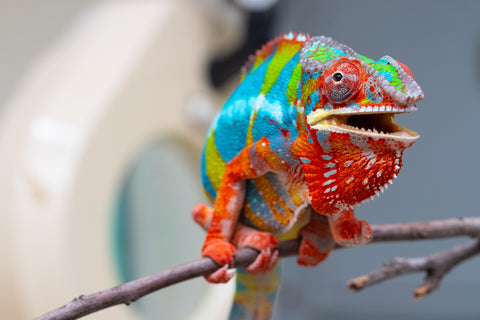 Holdbacks/Individuals: Proven Breeder Ambilobe offspring from Fanaperana (AKA Pristine) x Teti-dratsy (AKA Conspiracy) - Hatched January 2025 - Male #1