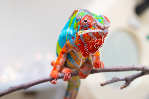 Holdbacks/Individuals: Proven Breeder Ambilobe offspring from Fanaperana (AKA Pristine) x Teti-dratsy (AKA Conspiracy) - Hatched January 2025 - Male #1