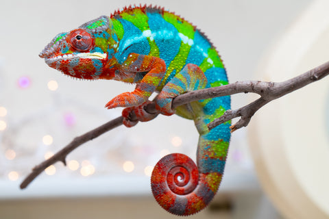 Holdbacks/Individuals: Proven Breeder Ambilobe offspring from Fanaperana (AKA Pristine) x Teti-dratsy (AKA Conspiracy) - Hatched January 2025 - Male #1