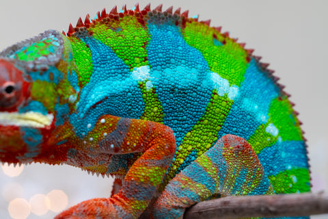 Holdbacks/Individuals: Proven Breeder Ambilobe offspring from Fanaperana (AKA Pristine) x Teti-dratsy (AKA Conspiracy) - Hatched January 2025 - Male #1