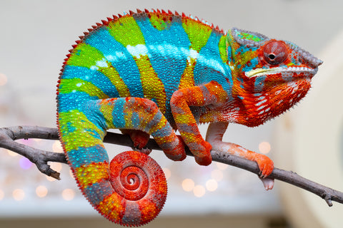 Holdbacks/Individuals: Proven Breeder Ambilobe offspring from Fanaperana (AKA Pristine) x Teti-dratsy (AKA Conspiracy) - Hatched January 2025 - Male #1