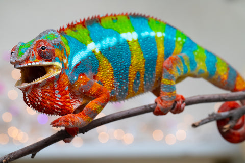 Holdbacks/Individuals: Proven Breeder Ambilobe offspring from Fanaperana (AKA Pristine) x Teti-dratsy (AKA Conspiracy) - Hatched January 2025 - Male #1