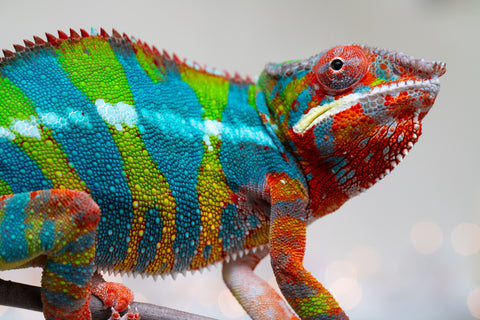 Holdbacks/Individuals: Proven Breeder Ambilobe offspring from Fanaperana (AKA Pristine) x Teti-dratsy (AKA Conspiracy) - Hatched January 2025 - Male #1