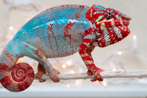 Retired Breeder: Adult Ambilobe From "Manamanga-anina" (AKA Blue Breeze) x "Sira" (AKA Salt) - Hatched Jan 2025 - Male #11 - PET ONLY