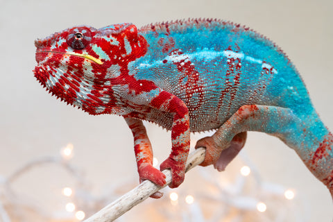 Pre-Order: Ambilobe Group From "Tafio-dravotra" (AKA Hurricane) x "Miatoato" (Linger) - Hatched May 2026 - Ready to Ship July - Aug