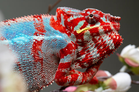 Pre-Order: Ambilobe Group From "Tafio-dravotra" (AKA Hurricane) x "Miatoato" (Linger) - Hatched May 2026 - Ready to Ship July - Aug