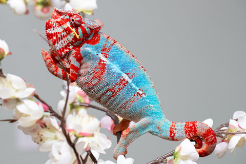 Pre-Order: Ambilobe Group From "Tafio-dravotra" (AKA Hurricane) x "Miatoato" (Linger) - Hatched May 2026 - Ready to Ship July - Aug