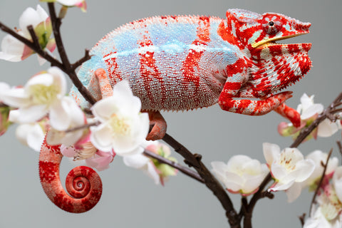 Pre-Order: Ambilobe Group From "Tafio-dravotra" (AKA Hurricane) x "Miatoato" (Linger) - Hatched May 2026 - Ready to Ship July - Aug