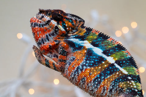 Holdbacks/Individuals: Ambilobe offspring from "Voanato-anjiana" (AKA Red Prince) x "Hafahafa-alkola" (AKA Strange Brew) - Hatched Sept 2025 - Male #1