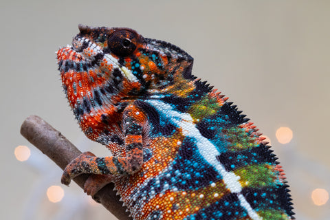 Holdbacks/Individuals: Ambilobe offspring from "Voanato-anjiana" (AKA Red Prince) x "Hafahafa-alkola" (AKA Strange Brew) - Hatched Sept 2025 - Male #1