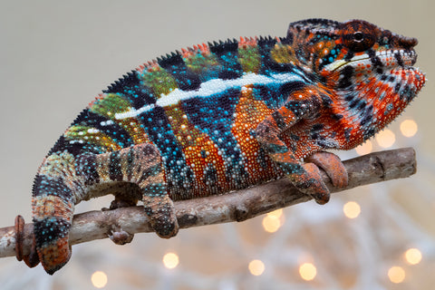 Holdbacks/Individuals: Ambilobe offspring from "Voanato-anjiana" (AKA Red Prince) x "Hafahafa-alkola" (AKA Strange Brew) - Hatched Sept 2025 - Male #1