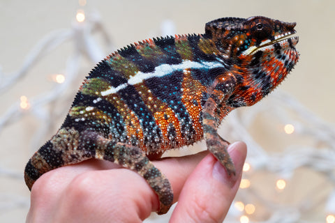 Holdbacks/Individuals: Ambilobe offspring from "Voanato-anjiana" (AKA Red Prince) x "Hafahafa-alkola" (AKA Strange Brew) - Hatched Sept 2025 - Male #1