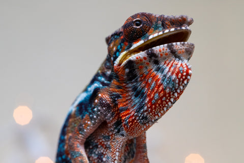 Holdbacks/Individuals: Ambilobe offspring from "Voanato-anjiana" (AKA Red Prince) x "Hafahafa-alkola" (AKA Strange Brew) - Hatched Sept 2025 - Male #1