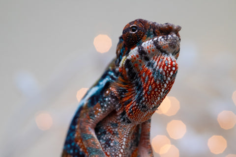 Holdbacks/Individuals: Ambilobe offspring from "Voanato-anjiana" (AKA Red Prince) x "Hafahafa-alkola" (AKA Strange Brew) - Hatched Sept 2025 - Male #1