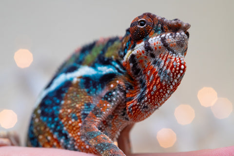 Holdbacks/Individuals: Ambilobe offspring from "Voanato-anjiana" (AKA Red Prince) x "Hafahafa-alkola" (AKA Strange Brew) - Hatched Sept 2025 - Male #1