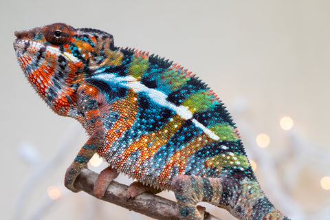 Holdbacks/Individuals: Ambilobe offspring from "Voanato-anjiana" (AKA Red Prince) x "Hafahafa-alkola" (AKA Strange Brew) - Hatched Sept 2025 - Male #1