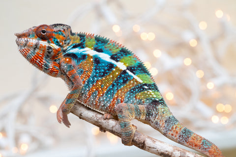 Holdbacks/Individuals: Ambilobe offspring from "Voanato-anjiana" (AKA Red Prince) x "Hafahafa-alkola" (AKA Strange Brew) - Hatched Sept 2025 - Male #1