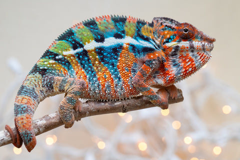 Holdbacks/Individuals: Ambilobe offspring from "Voanato-anjiana" (AKA Red Prince) x "Hafahafa-alkola" (AKA Strange Brew) - Hatched Sept 2025 - Male #1