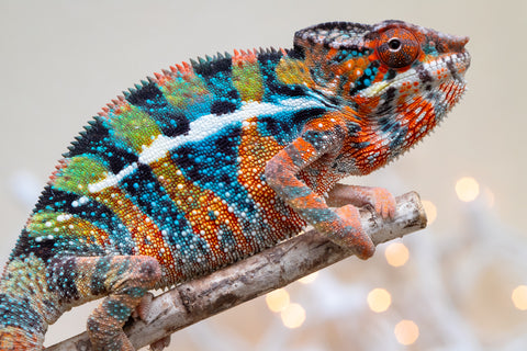 Holdbacks/Individuals: Ambilobe offspring from "Voanato-anjiana" (AKA Red Prince) x "Hafahafa-alkola" (AKA Strange Brew) - Hatched Sept 2025 - Male #1