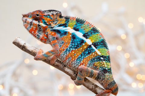 Holdbacks/Individuals: Ambilobe offspring from "Voanato-anjiana" (AKA Red Prince) x "Hafahafa-alkola" (AKA Strange Brew) - Hatched Sept 2025 - Male #1