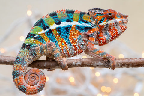 Holdbacks/Individuals: Ambilobe offspring from "Voanato-anjiana" (AKA Red Prince) x "Hafahafa-alkola" (AKA Strange Brew) - Hatched Sept 2025 - Male #1