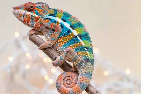 Holdbacks/Individuals: Ambilobe offspring from "Voanato-anjiana" (AKA Red Prince) x "Hafahafa-alkola" (AKA Strange Brew) - Hatched Sept 2025 - Male #1