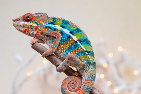 Holdbacks/Individuals: Ambilobe offspring from "Voanato-anjiana" (AKA Red Prince) x "Hafahafa-alkola" (AKA Strange Brew) - Hatched Sept 2025 - Male #1