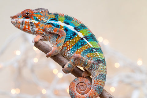 Holdbacks/Individuals: Ambilobe offspring from "Voanato-anjiana" (AKA Red Prince) x "Hafahafa-alkola" (AKA Strange Brew) - Hatched Sept 2025 - Male #1