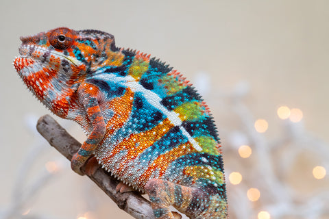 Holdbacks/Individuals: Ambilobe offspring from "Voanato-anjiana" (AKA Red Prince) x "Hafahafa-alkola" (AKA Strange Brew) - Hatched Sept 2025 - Male #1