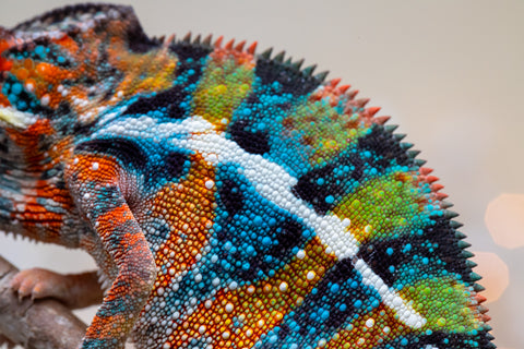 Holdbacks/Individuals: Ambilobe offspring from "Voanato-anjiana" (AKA Red Prince) x "Hafahafa-alkola" (AKA Strange Brew) - Hatched Sept 2025 - Male #1