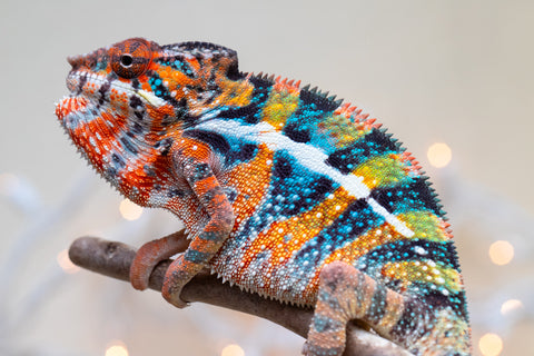 Holdbacks/Individuals: Ambilobe offspring from "Voanato-anjiana" (AKA Red Prince) x "Hafahafa-alkola" (AKA Strange Brew) - Hatched Sept 2025 - Male #1