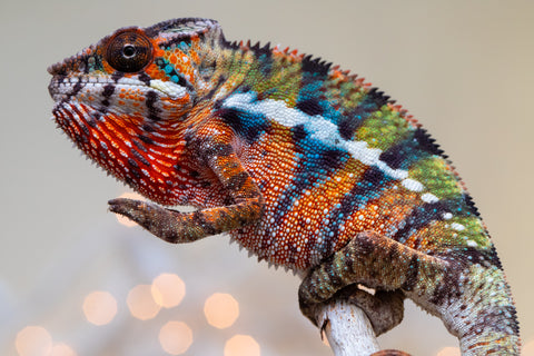 Holdbacks/Individuals: Ambilobe offspring from "Voanato-anjiana" (AKA Red Prince) x "Hafahafa-alkola" (AKA Strange Brew) - Hatched Sept 2025 - Male #2