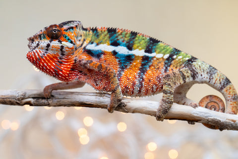 Holdbacks/Individuals: Ambilobe offspring from "Voanato-anjiana" (AKA Red Prince) x "Hafahafa-alkola" (AKA Strange Brew) - Hatched Sept 2025 - Male #2