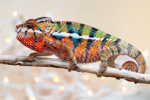 Holdbacks/Individuals: Ambilobe offspring from "Voanato-anjiana" (AKA Red Prince) x "Hafahafa-alkola" (AKA Strange Brew) - Hatched Sept 2025 - Male #2