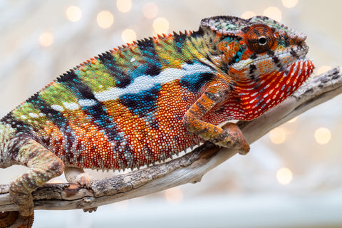 Holdbacks/Individuals: Ambilobe offspring from "Voanato-anjiana" (AKA Red Prince) x "Hafahafa-alkola" (AKA Strange Brew) - Hatched Sept 2025 - Male #2